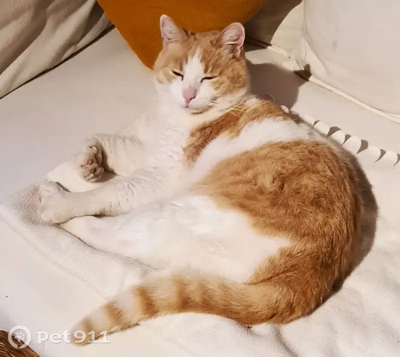 Chat roux et blanc disparu à Raphèle - photo