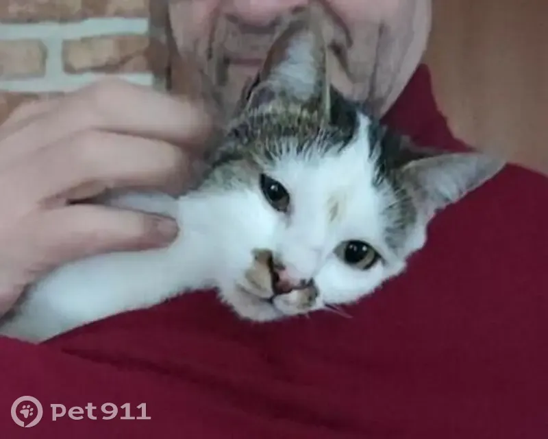 Chatte Capucine disparue à Moncheaux - photo