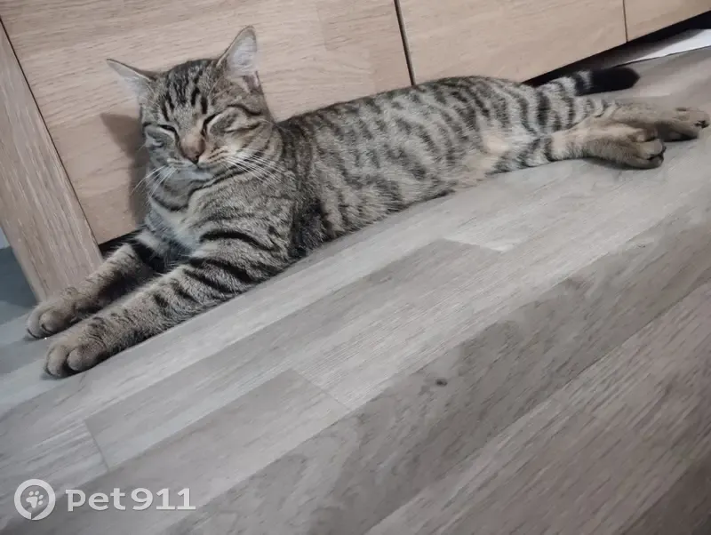 Jeune chat tigré disparu à Tours - photo