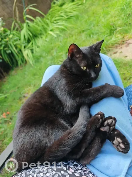 Chat noir disparu à Noisy-le-Sec - photo
