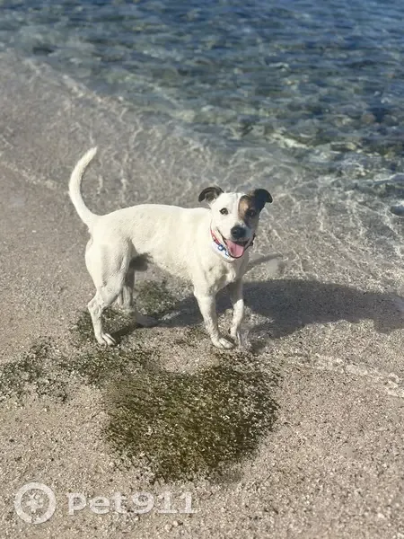 Jack Russel 7 ans perdu à Saint-Pierre - photo