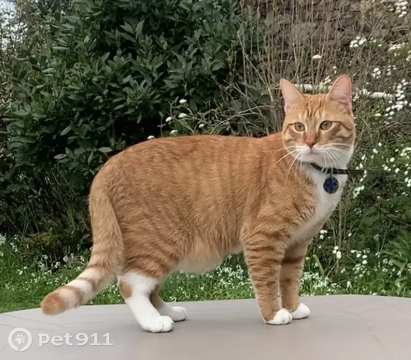 Chat perdu : pattes blanches, collier lys - photo