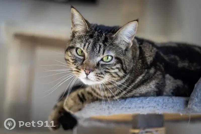 Chat tigré perdu à Nantes, Chemin Boisbonnière - photo