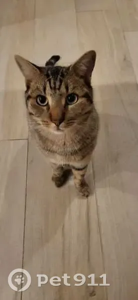 Chat tigré sociable perdu à Décines - photo