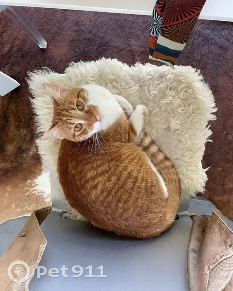 Chat perdu à Tours, quartier Rabelais - photo