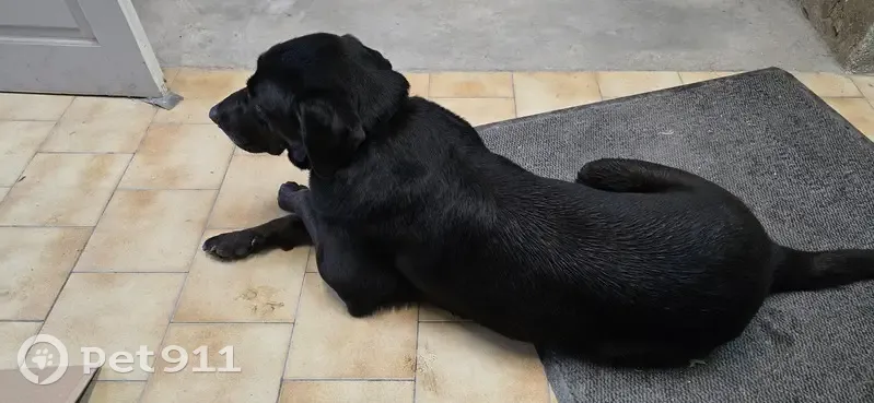 Chien marron trouvé Allée des Platanes - photo