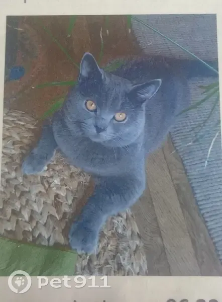Chat Chartreux 15 ans perdu Thônex - photo