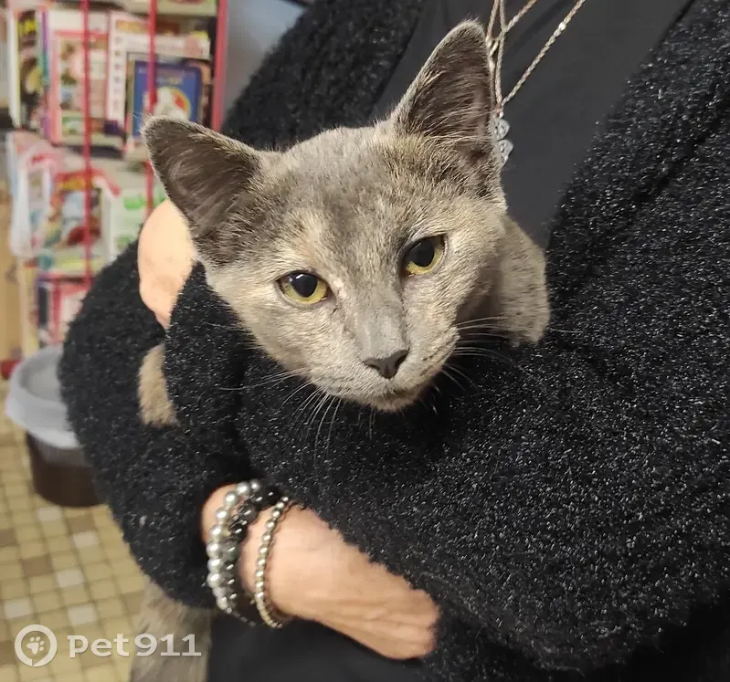 Chaton trouvé à Brive quartier Tujac - photo