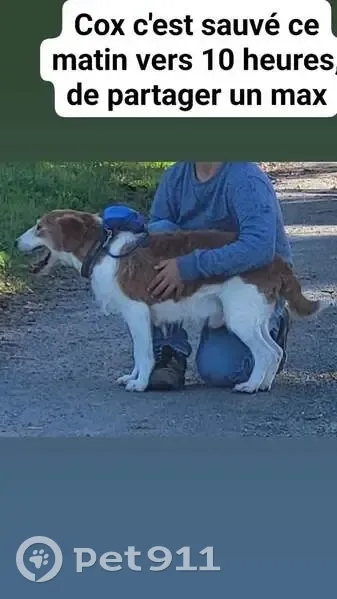Fox terrier mâle perdu à Légny - photo