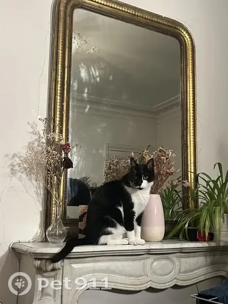 Chat perdu près de Nation, Paris - photo