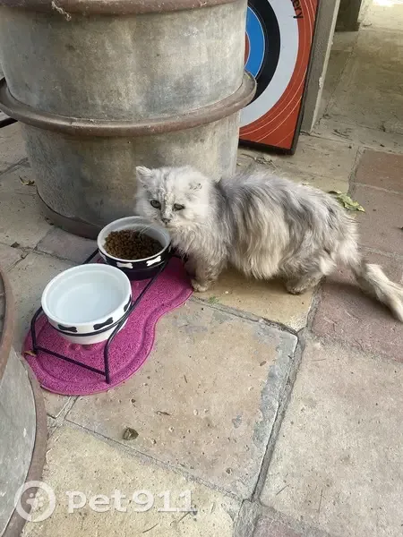 Chat mâle trouvé Route de Bordeaux - photo