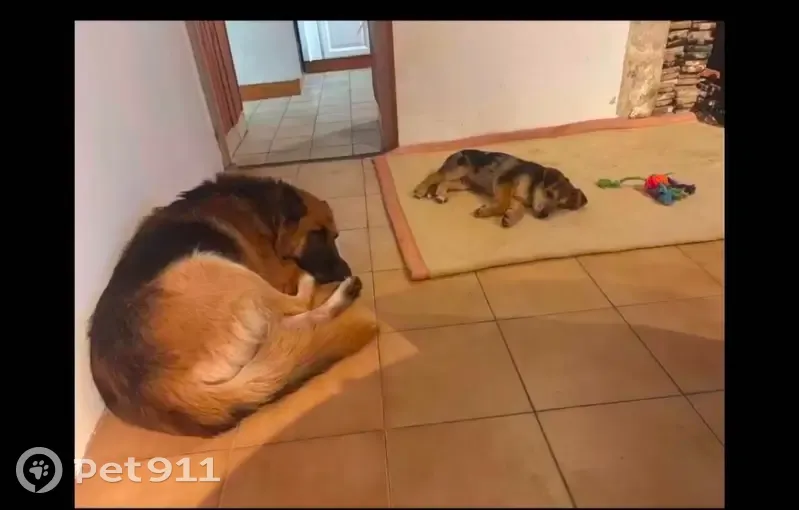 Berger allemand et chiot perdus à Parennes - photo