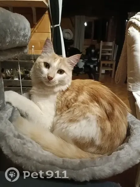 Chat blanc et beige perdu à Valromey-sur-Séran - photo