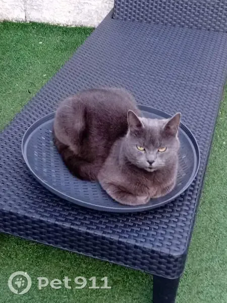 Chartreux gris perdu, rue Gérard Philipe - photo
