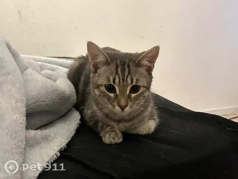 Chatte perdue à Nanterre, sociable et craintive - photo
