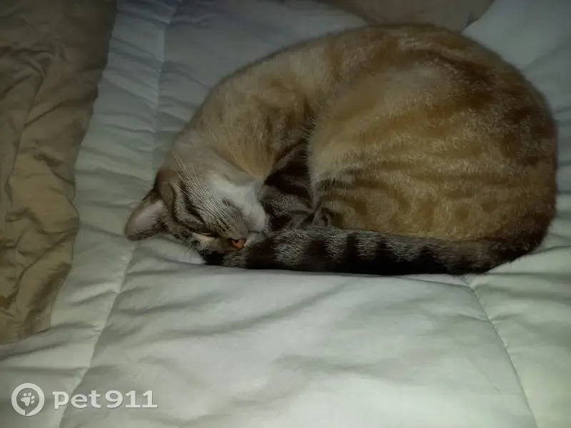 Chat européen tigré disparu à Sannois - photo