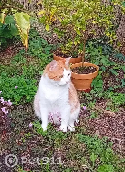 Chat roux et blanc perdu à Saint-Hilaire - photo