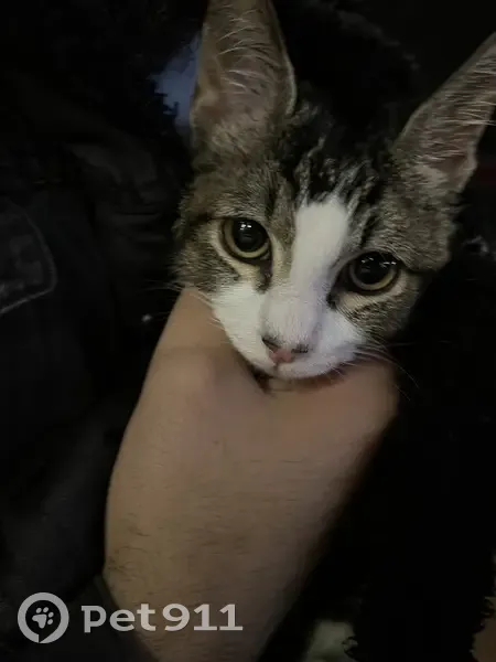 Chaton tigré trouvé à Chambray-lès-Tours - photo