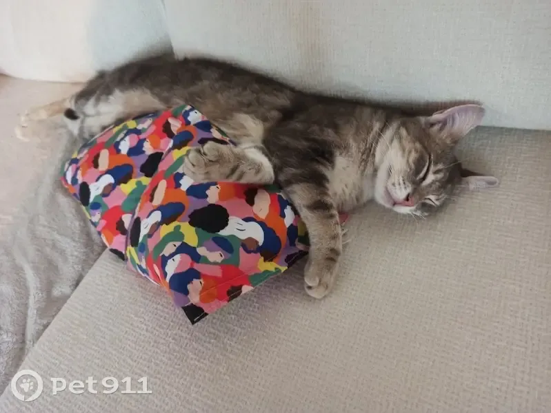 Chat mâle tigré disparu à Bourlens - photo