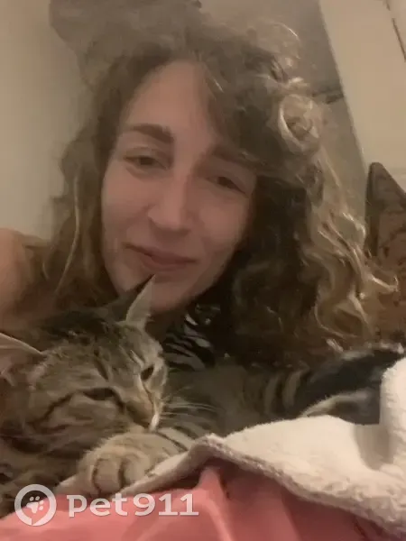 Chatte tigrée grise perdue à Agen - photo