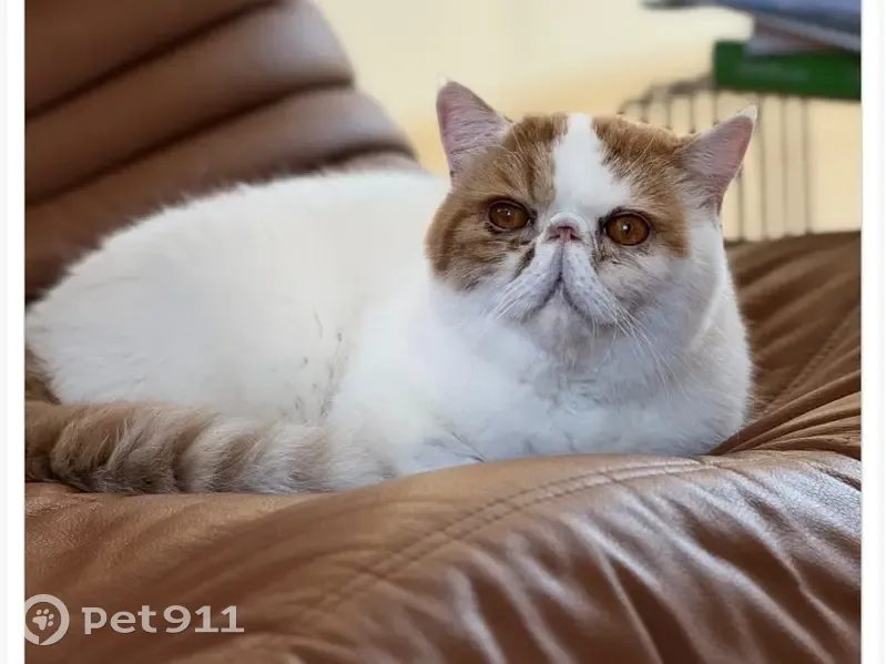 Chat disparu Fille (fl535231) - photo
