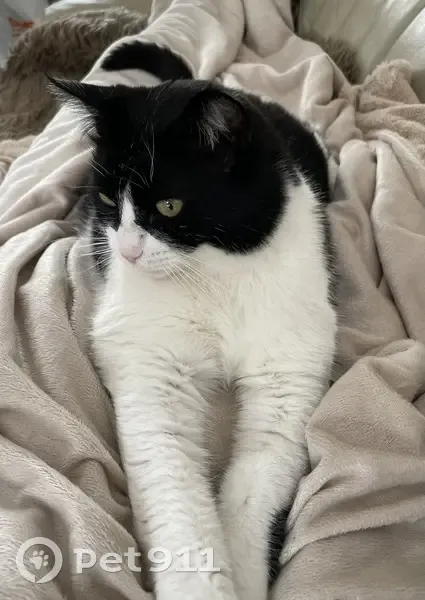 Chatte noire et blanche perdue à Prévessin - photo