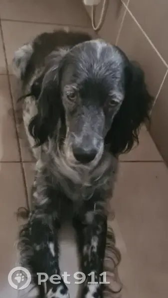 Chien disparu Fille, Sarbazan (fl535239) - photo