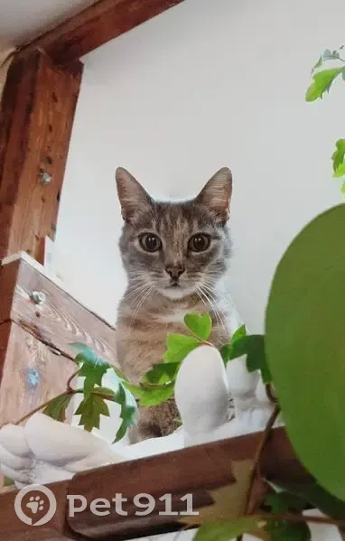 Chat perdu : Sushi-Ninou, tigré gris, Paris - photo