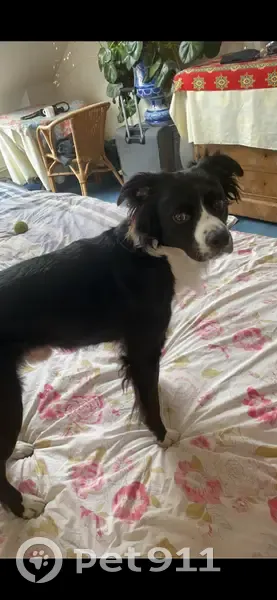 Sisco, chien perdu à Limoges - photo