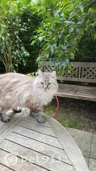 Avis de recherche : Chat Petit Lion perdu - photo