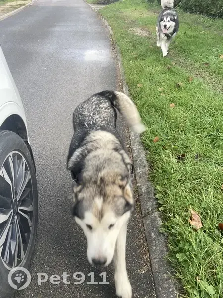 Deux huskys trouvés à Rampillon - photo