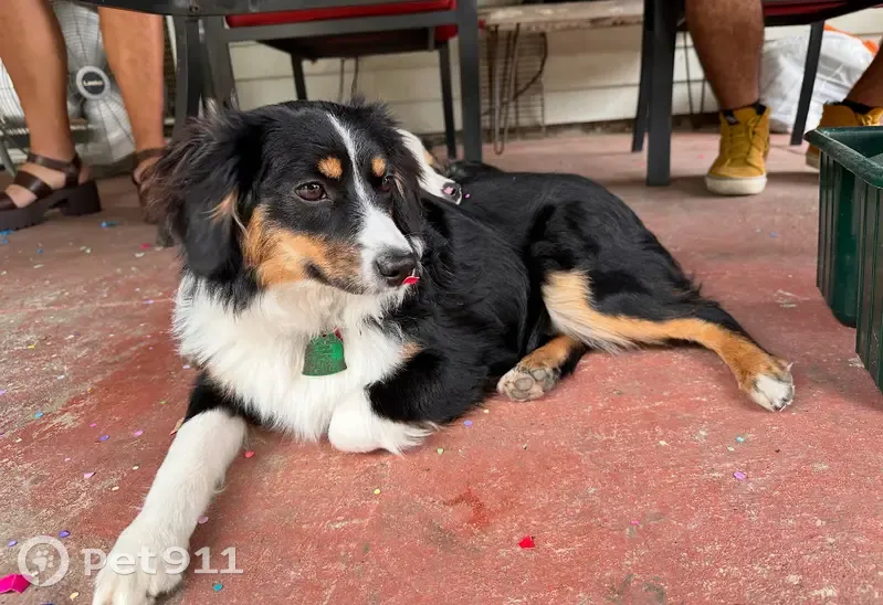 Lost Mini Aussie: Spotted in San Antonio - photo