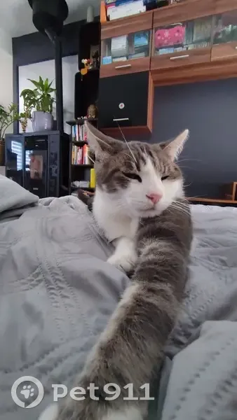 Chat perdu : Fidji, mâle 6 ans, gris/blanc - photo
