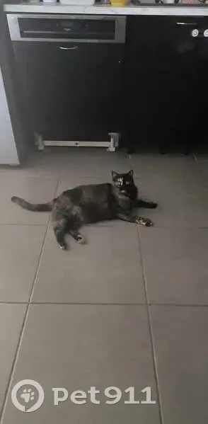 Chatte écailles de tortue perdue à Carpentras - photo