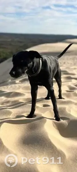 Chienne croisée lévrier perdue à Roissy - photo