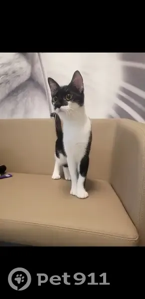 Chaton femelle noir/blanc perdu à Toulouse - photo