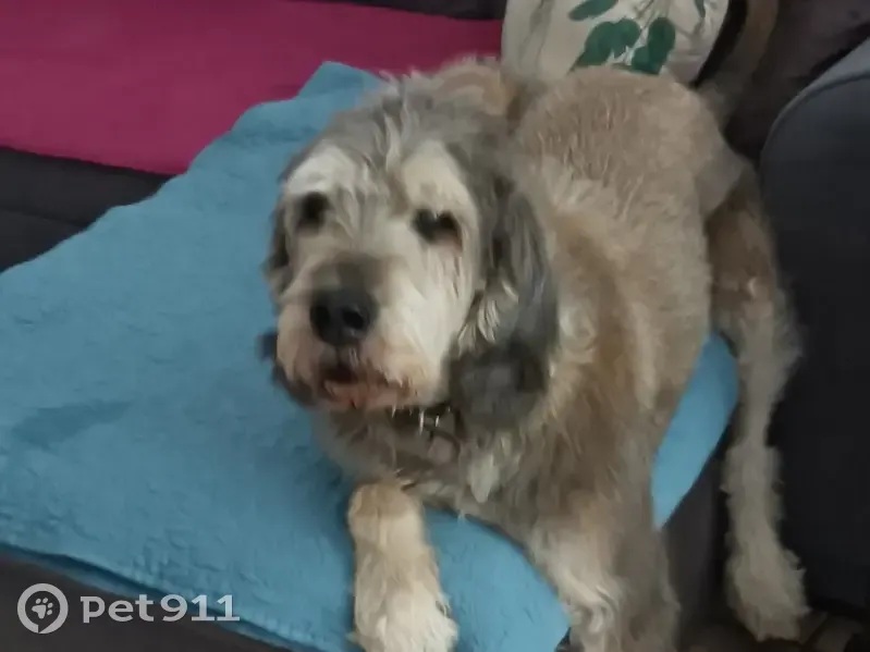 Chien âgé disparu à Peipin : beige/fauve - photo