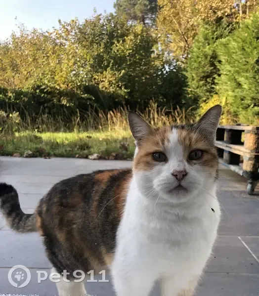 Chatte tricolore tatouée trouvée à Cestas - photo