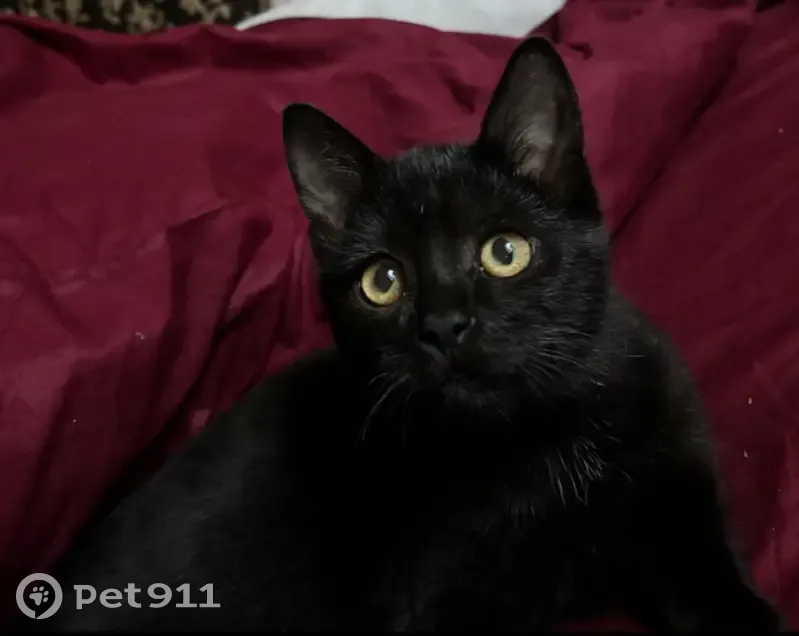 Chat perdu : 