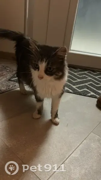 Chatte blanche/grise trouvée à Rochejean - photo