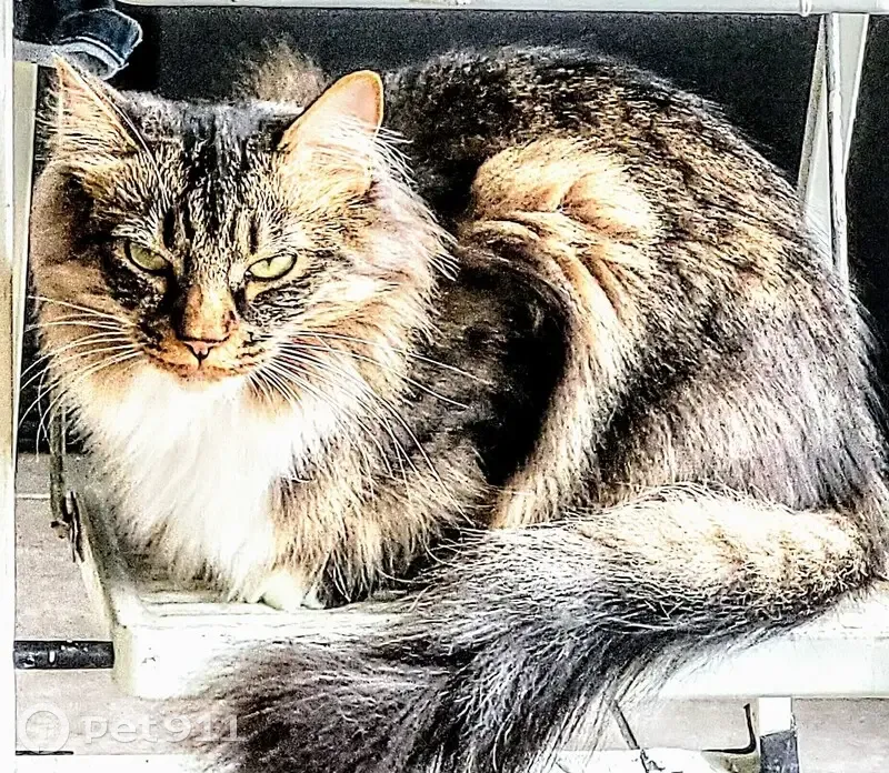Chat tigré mâle perdu à Sète - photo