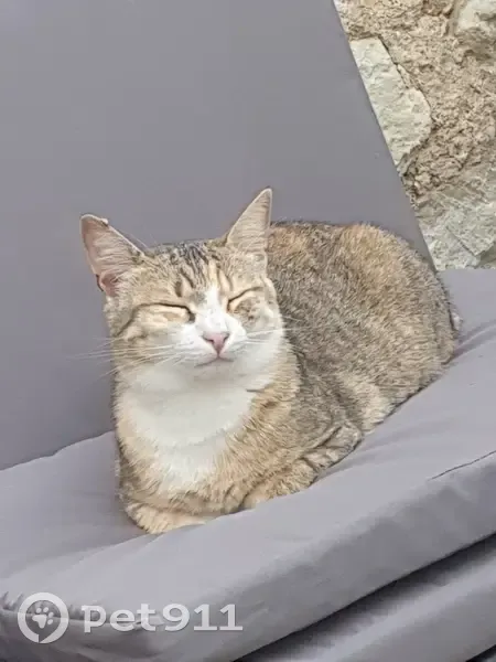 Chatte tigrée disparue à Châtellerault - photo