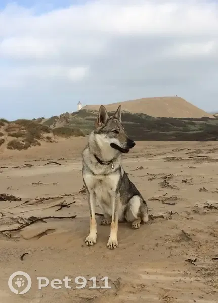 Chiens disparus à Branceilles - photo