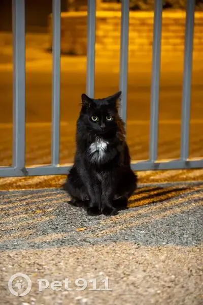 Chat noir à poils longs perdu à Vitry - photo