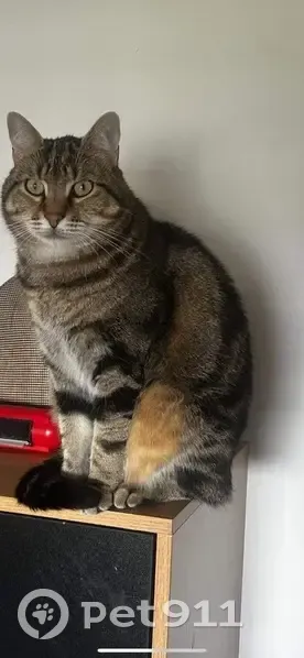 Chat tigré disparu à Rueil-Malmaison - photo
