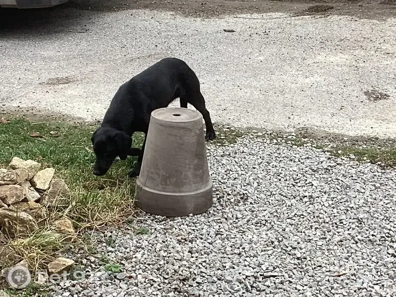 Chienne noire errante disparue à Bussières - photo