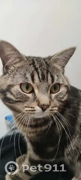 Chat perdu, mâle pucé, Rue Leclerc, Gonesse - photo