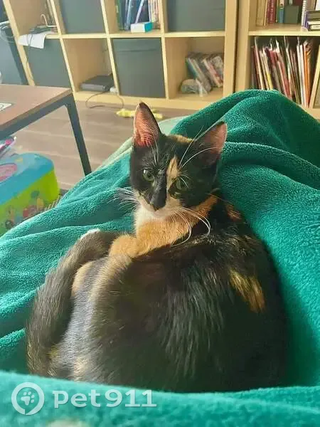 Chat disparu Fille, Eysines (fl535390) - photo