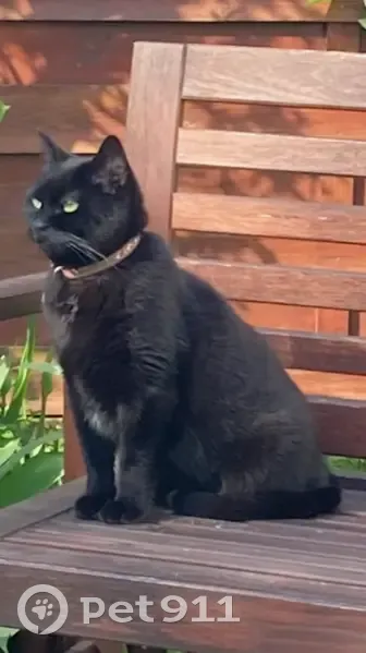 Chat noir femelle perdu à Thiais - photo