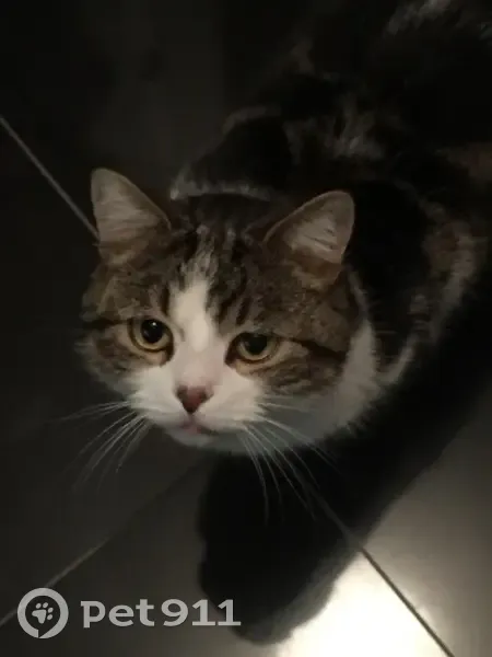 Chat européen perdu, pucé et castré - photo
